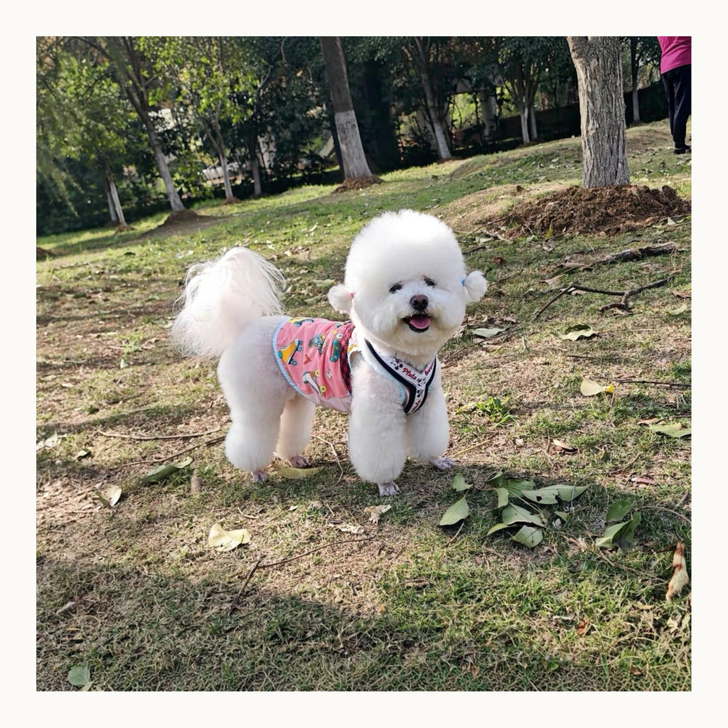 Original pet photo used for the custom teddy Su-embroidery commission