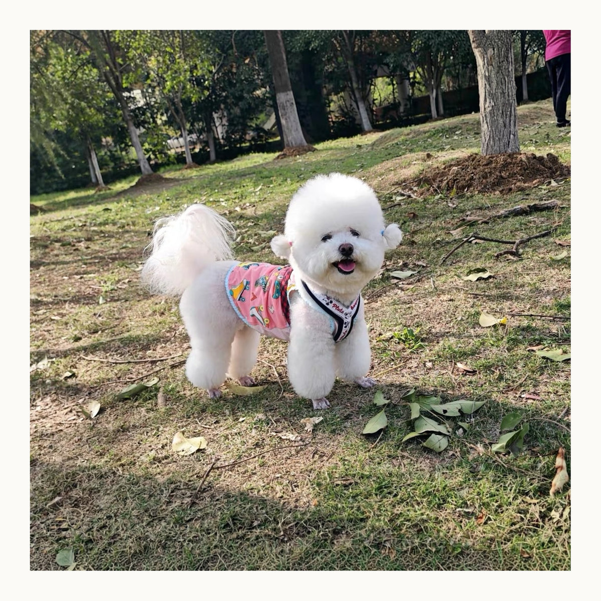 Original pet photo used for the custom teddy Su-embroidery commission
