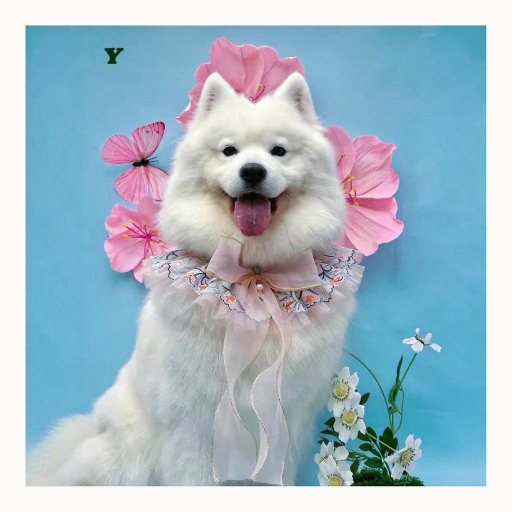 Original pet photo used for the custom Samoyed portrait